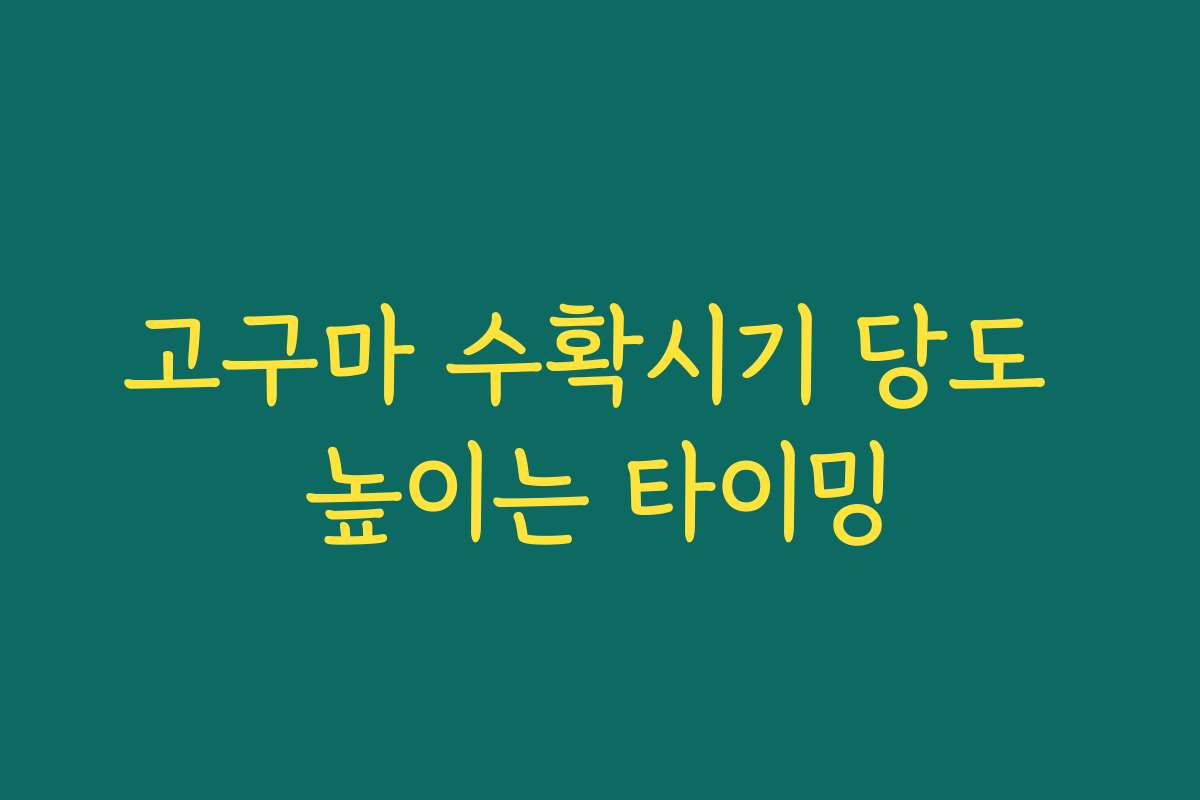 고구마 수확시기 당도 높이는 타이밍
