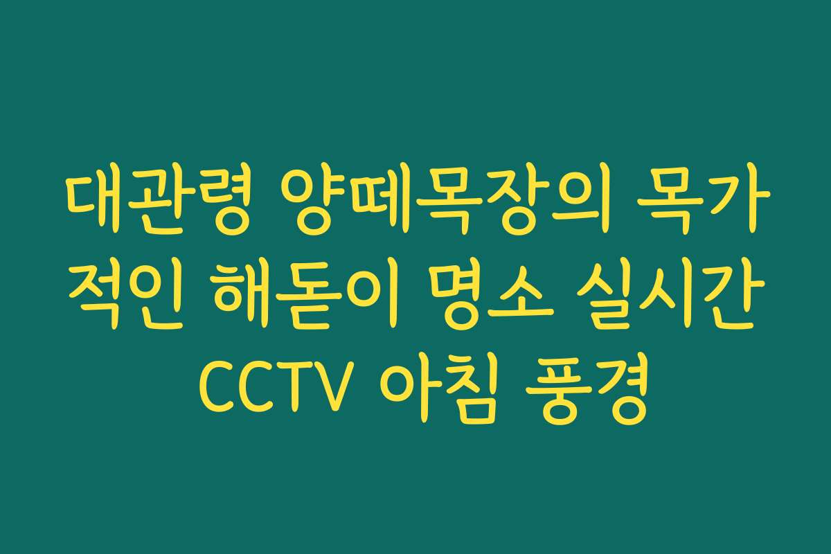 대관령 양떼목장의 목가적인 해돋이 명소 실시간 CCTV 아침 풍경