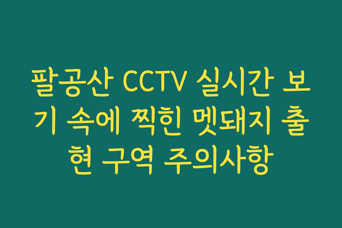 팔공산 CCTV 실시간 보기 속에 찍힌 멧돼지 출현 구역 주의사항