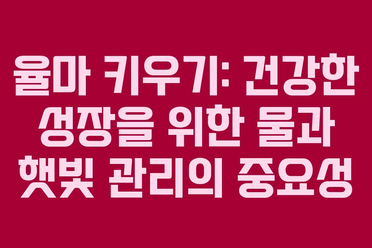 율마 키우기: 건강한 성장을 위한 물과 햇빛 관리의 중요성